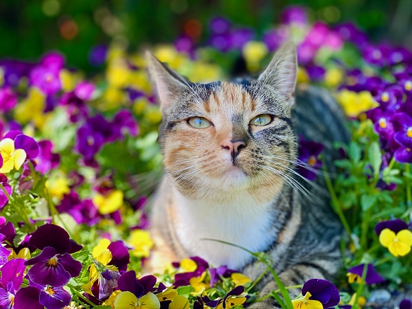 Cat Flowers