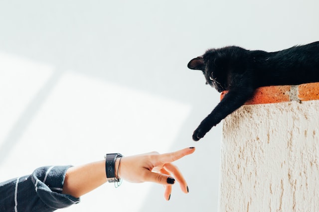 Person touching cat's paw