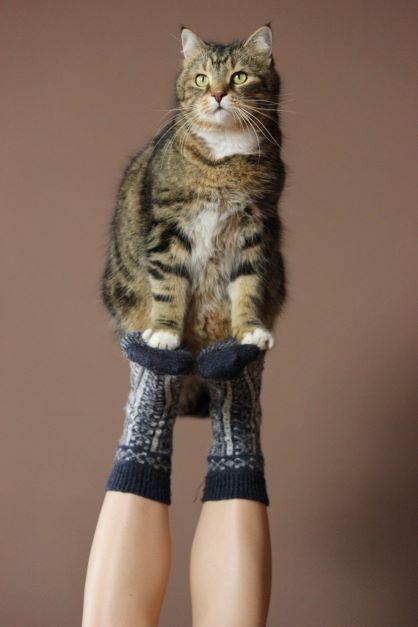 Cat doing yoga