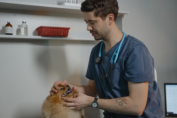 Dog at Vet