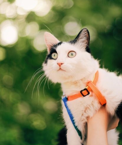 Cat on a Leash